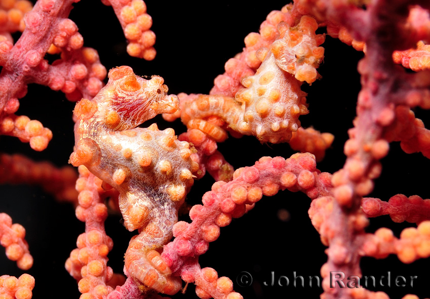 Two Bargibantis pygmy seahorses at Lembeh Strait