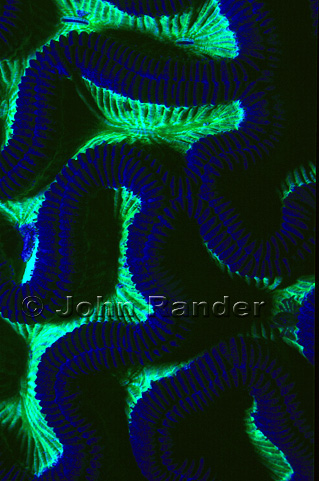 Brain coral fluorescence is excited by blue light