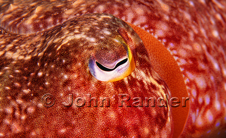 A camera shy cuttlefish blushes during a close-up shot