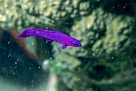 Image d'un pseudochromis de fridman dégradée par les particules en suspension