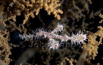 Harlequin ghost pipefish hidding in soft corals at Dahab, Red Sea