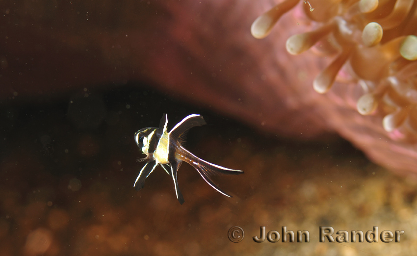 Macrophotographie d’un poisson juvénile, l’Apogon de Banggai, prise avec le D300 en autofocus