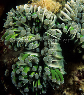 Un corail-champignon sous l’illumination normale d’un flash en Papouasie-Nouvelle-Guinée