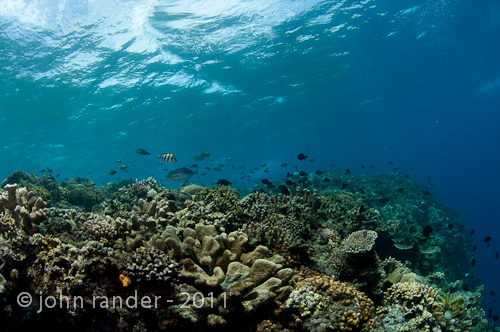 Coral reef top Bunaken Island