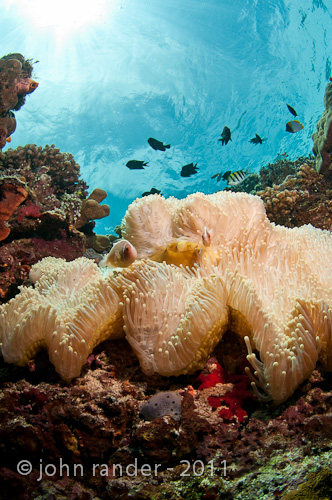 Bunaken Island Reef