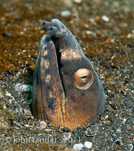 Blacksaddle snake eel