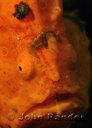 An orange frogfish awaits prey at Lembeh Strait