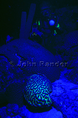 L’image d’un plongeur et un corail-cerveau fluorescent pris avec la lumière bleue à Bonaire