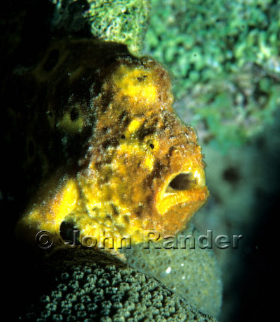 Un poisson-crapaud jaune à la recherche d’une proie à Bonaire aux Caraïbes