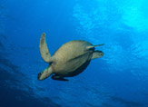 Une tortue verte nageant en eau profonde devant l’ile de Sipadan, Bornéo