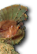 Portarait of a leaf scorpionfish taken in Kimbe Bay, PNG