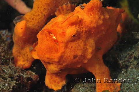 orange frogfish